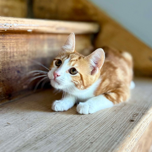 Photo of Chipmonk   Located In Templestowe 