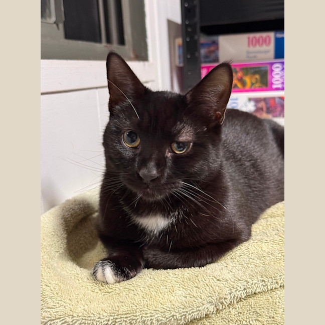Photo of Astro