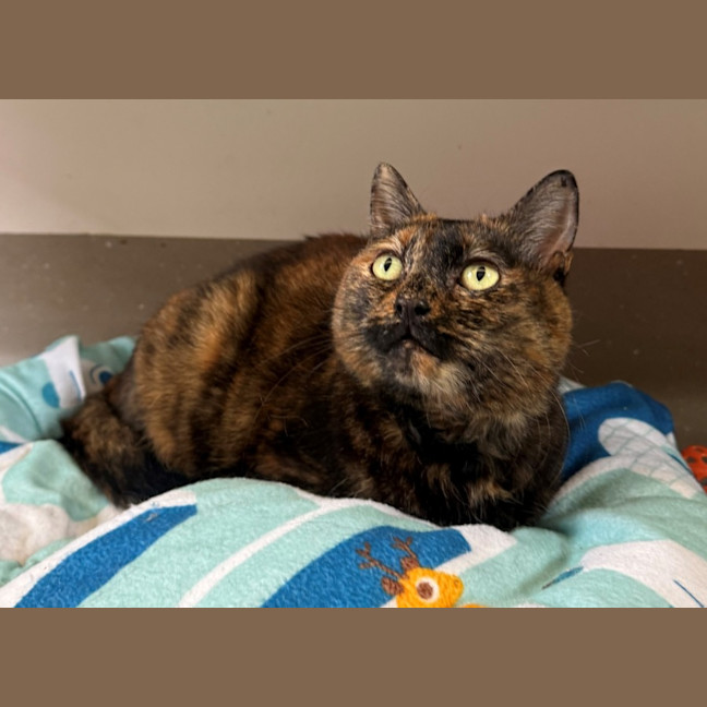 Photo of C1614 Fusbitz (Miss Puss)