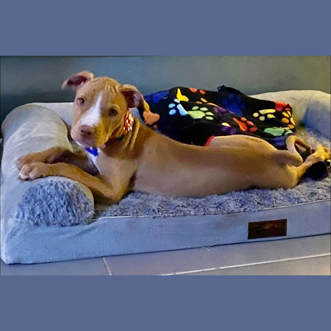 Photo of Susie   5 Month Old Staffy X