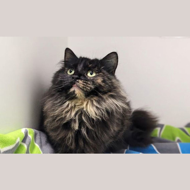 Photo of Bella