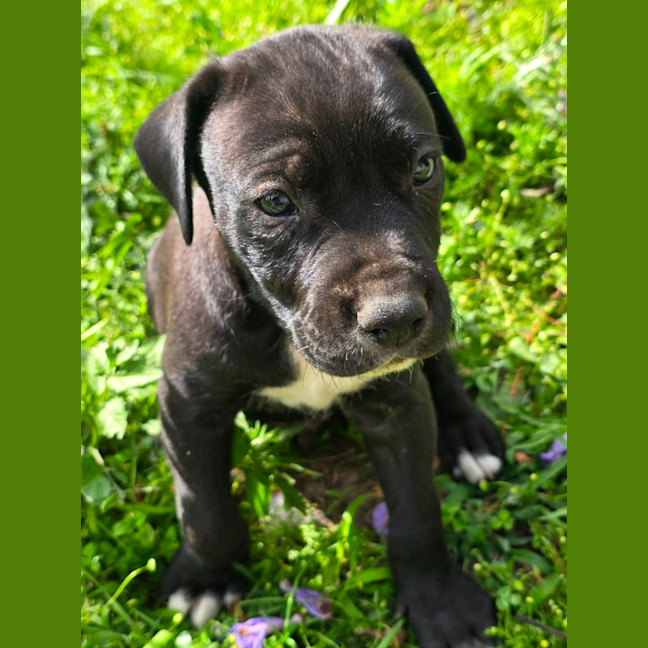 Photo of Bosley   7 Week Old Bull Arab X(trial 22/11)