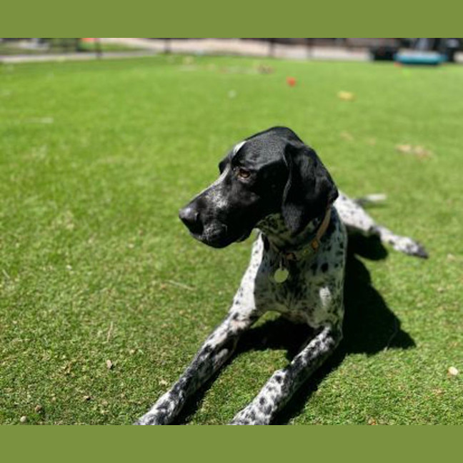 Photo of Buddy