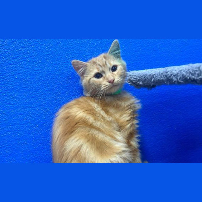 Photo of Ron Weasley