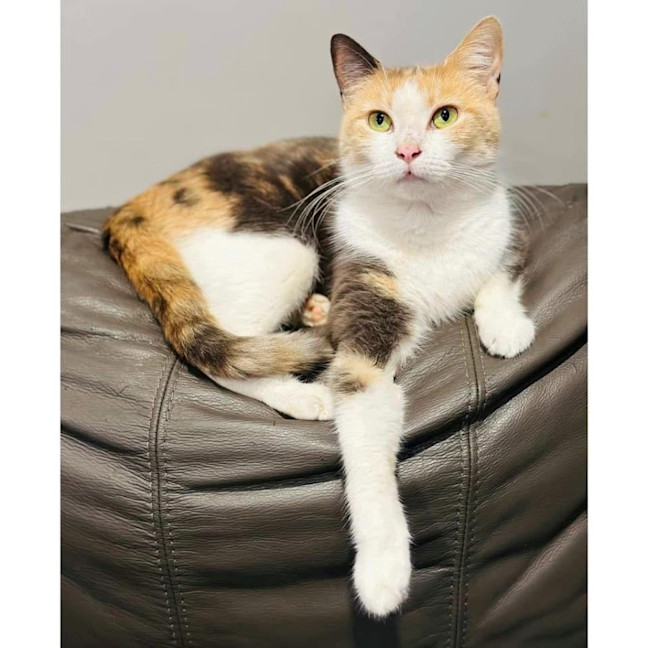 Photo of 11234   Capree