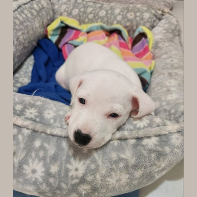 Photo of Lumi   9 Week Old Jack Russell X