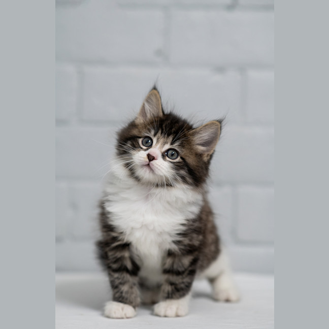 Photo of Nugget 