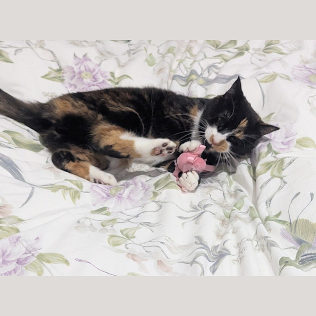Photo of Tully