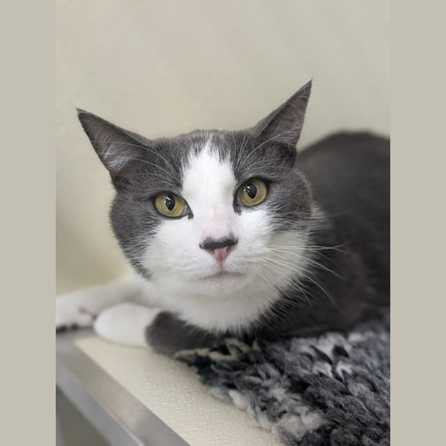 Photo of 🍳 Pippin 6219 🍳