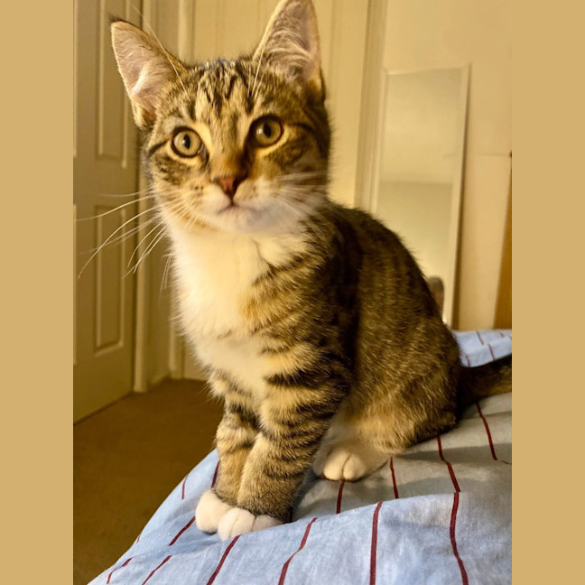 Photo of Whiskey