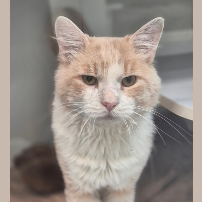 Photo of Sir Biscuits 