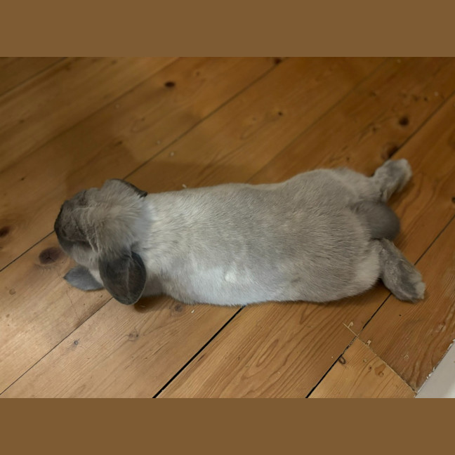 Photo of Celia / Ginger / Bonnie