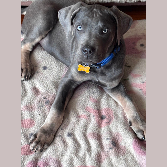 Photo of Enzo