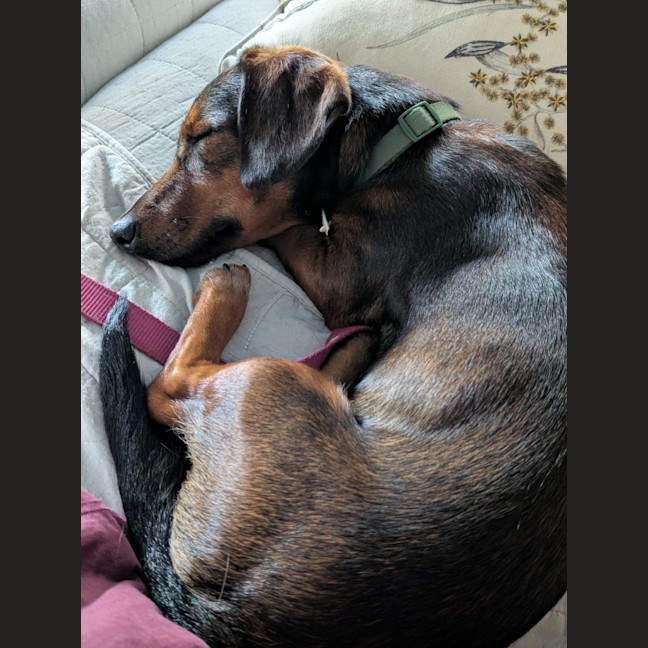 Photo of Louie