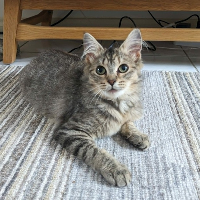 Photo of Tulip   In Foster Care In Coburg