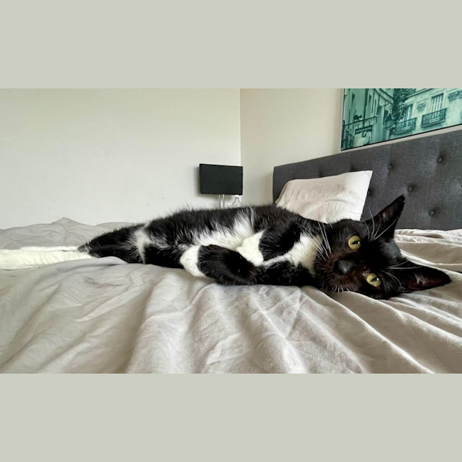 Photo of Socks 