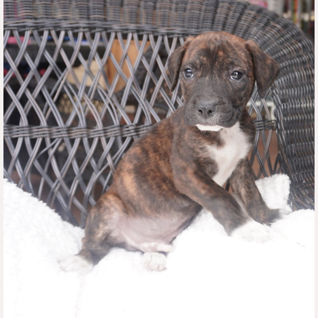 Photo of Cosmo