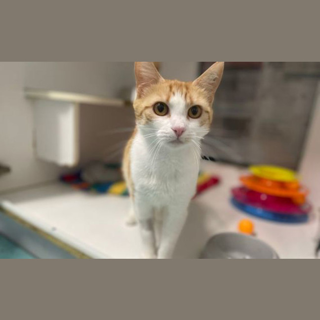 Photo of Pumpkin