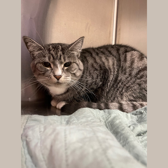 Photo of Muffin