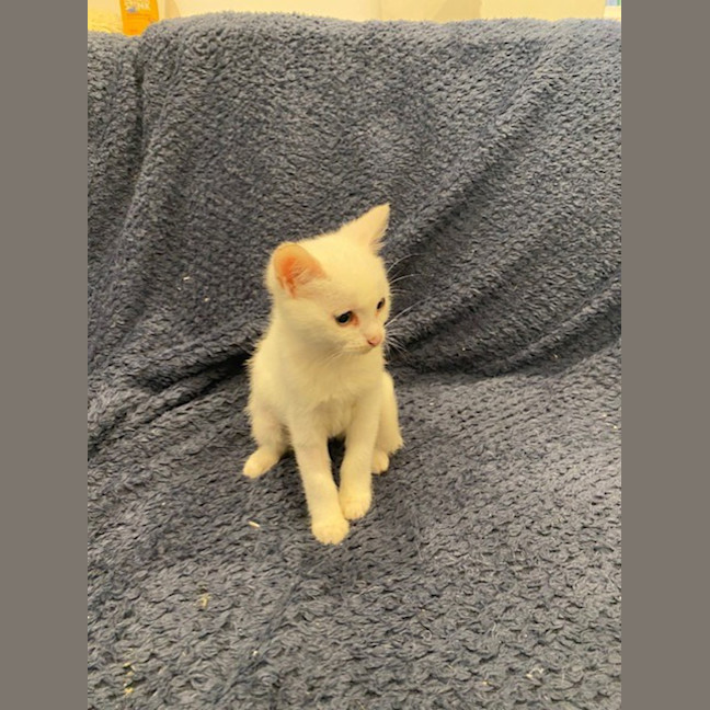 Photo of Peanut Butter