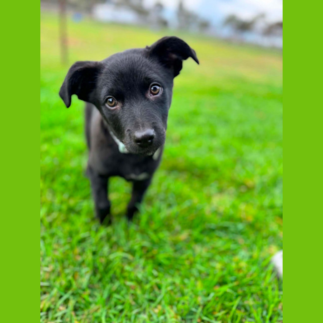 Photo of Digger