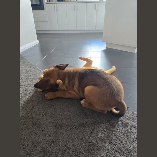 Photo of Pickle