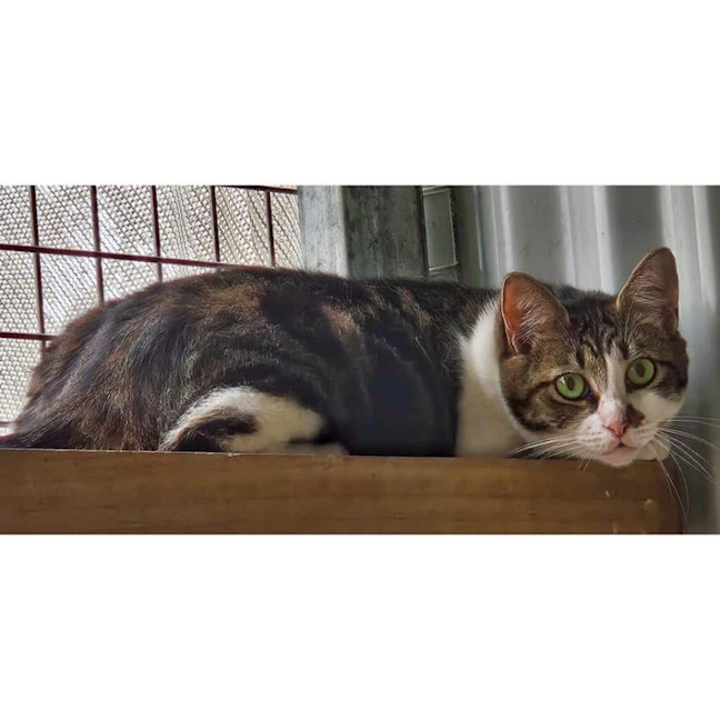 Photo of 6407   Stella