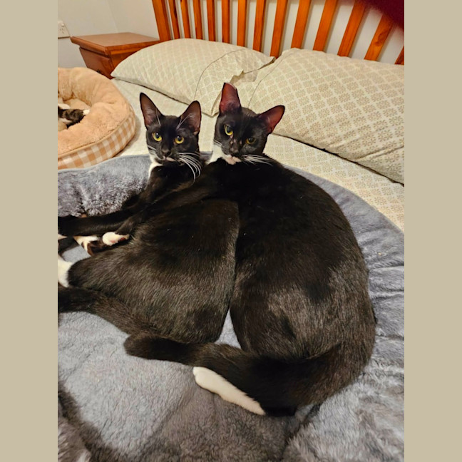 Photo of Pickletoes & Buttons