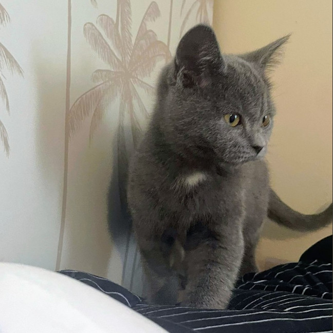 Photo of Dione