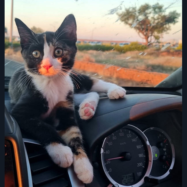 Photo of Muffin