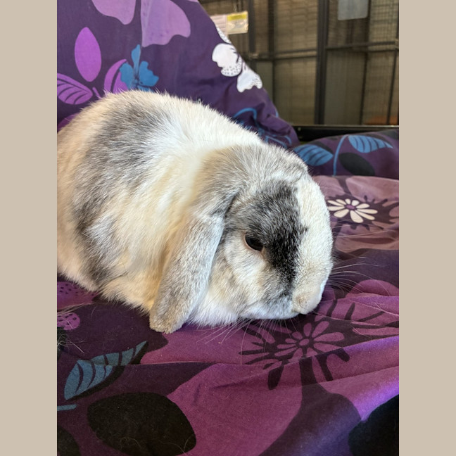 Photo of Happy (Bonded To Tiantian)