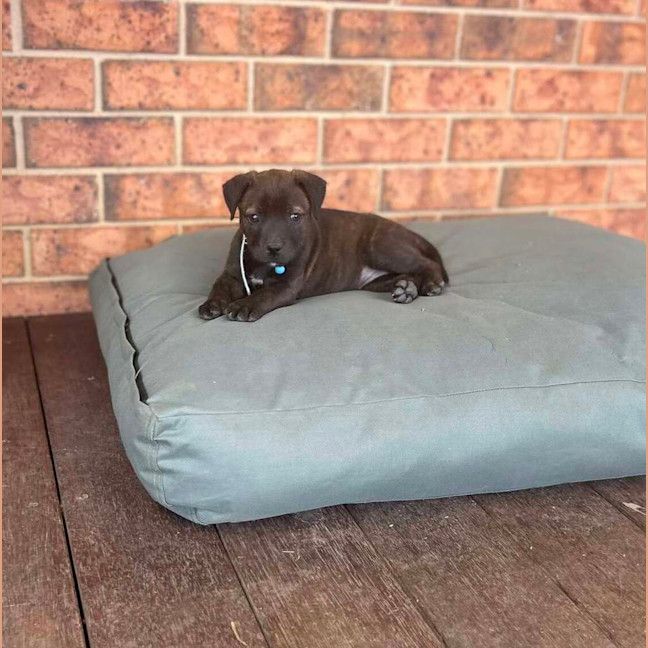 Photo of Stella (Was Karma)