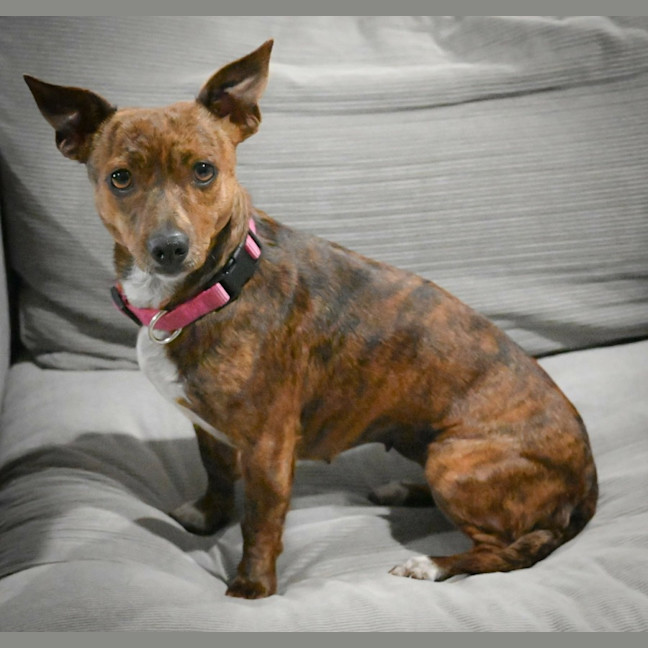 Photo of Bonnie