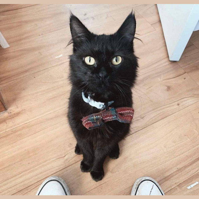 Photo of David Bowie