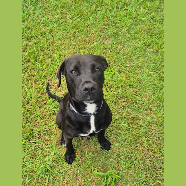 Photo of Bella (9225)