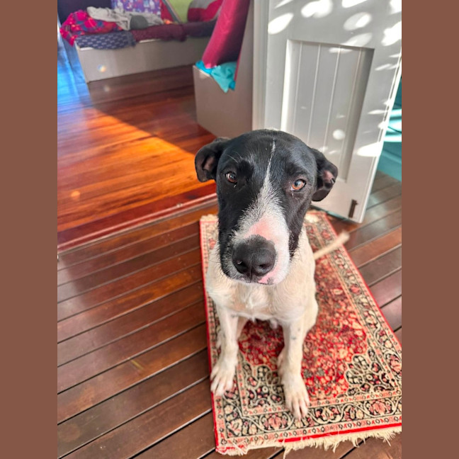 Photo of Buster