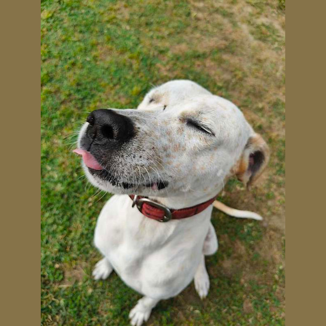 Photo of Snickers
