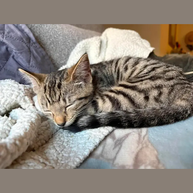 Photo of Willow