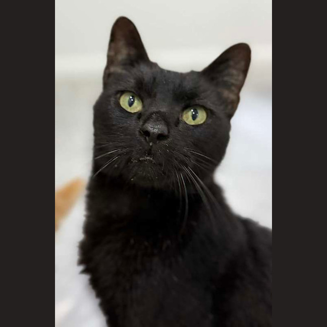 Photo of Midnight