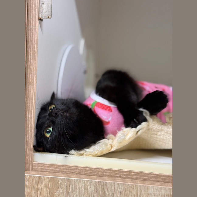 Photo of 🎬 Raven 6393 🎬