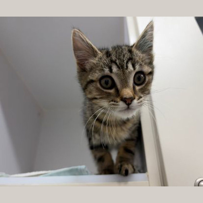 Photo of Dingy