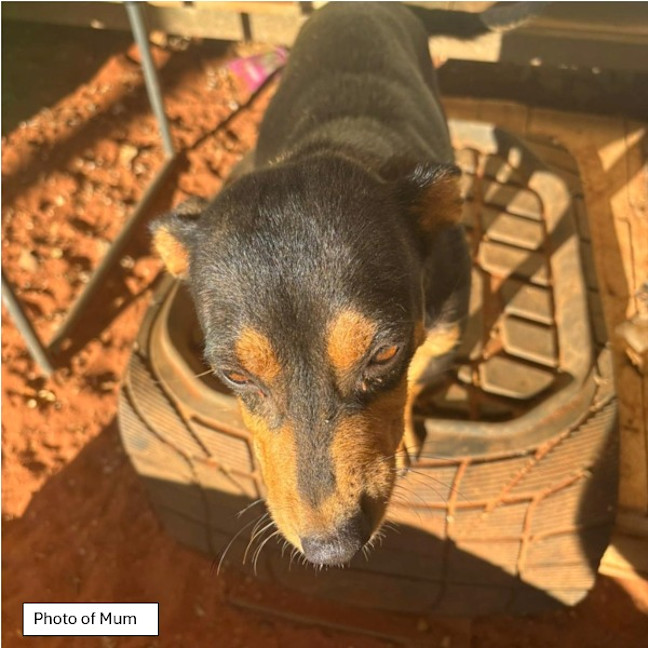 Photo of Pupperoni