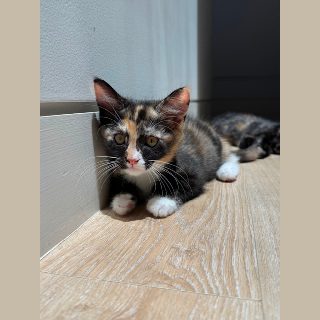 Photo of Ruby