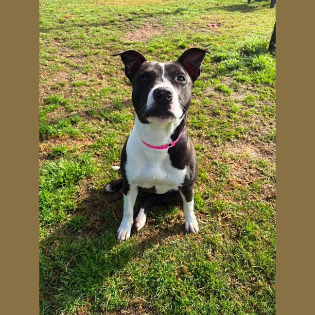Photo of Molly Imp 1754