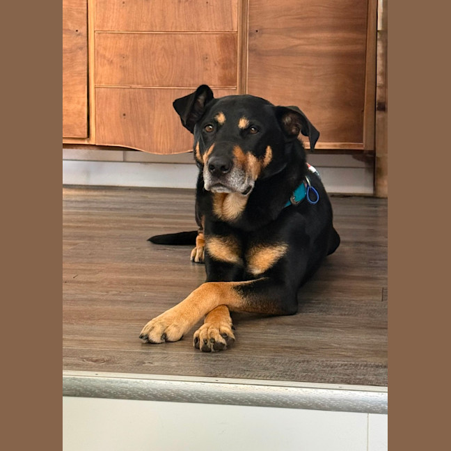 Photo of Charlie   8 Year Old Kelpie X