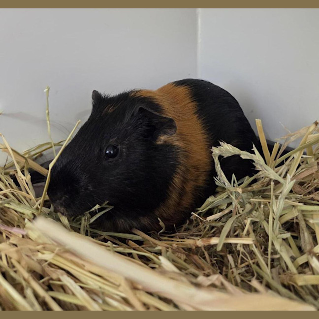 Photo of Mr Bombastic (Bonded To Mr. Worldwide)