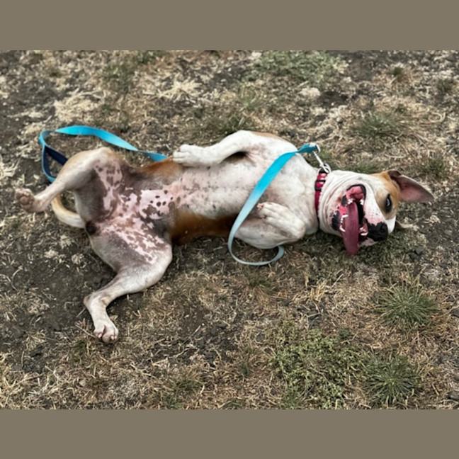 Photo of Sage (67909)