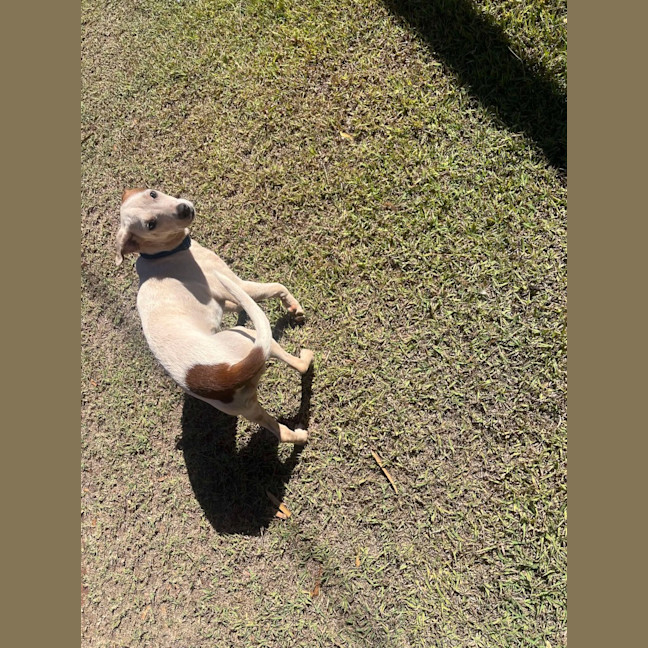 Photo of Nacho