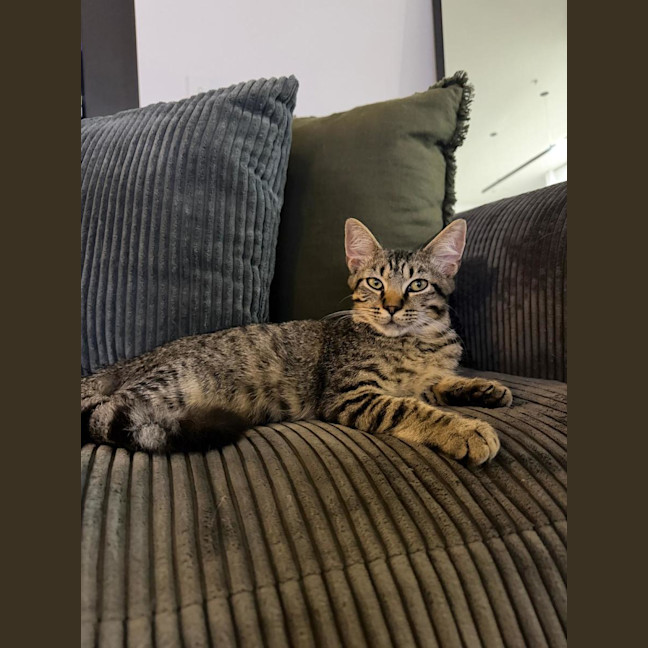 Photo of Teddy