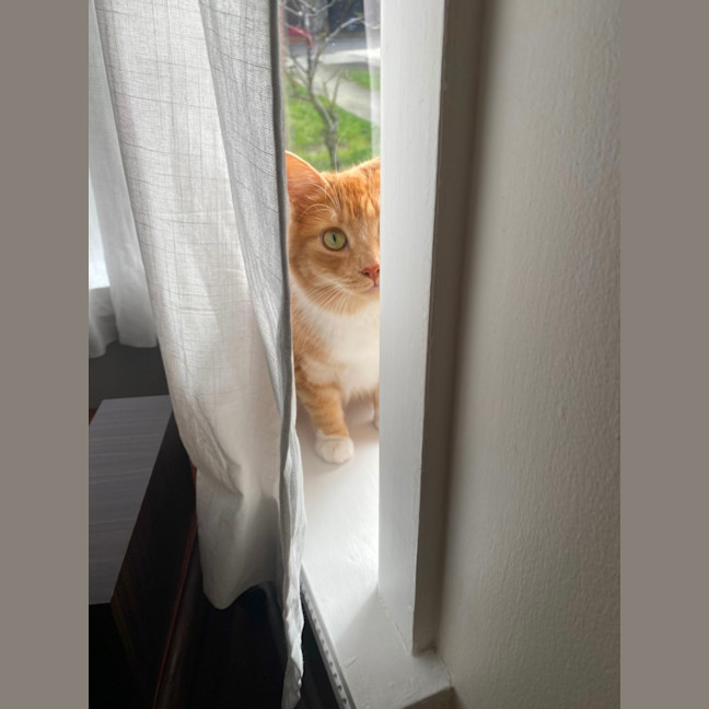 Photo of Mango